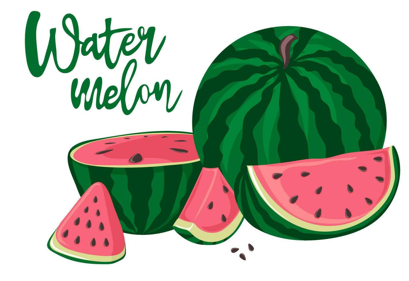 vattenmeloner, hela, halv och skivor. grön randig bär med röd massa och brun frön vektor
