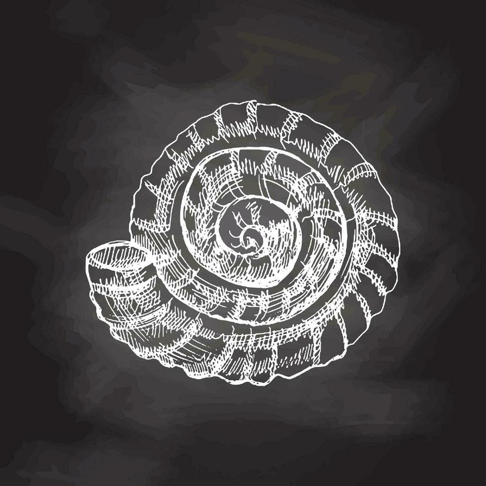 Hand gezeichnet Weiß skizzieren von prähistorisch Ammonit, Muschel. skizzieren Stil Vektor Illustration isoliert auf Tafel Hintergrund.