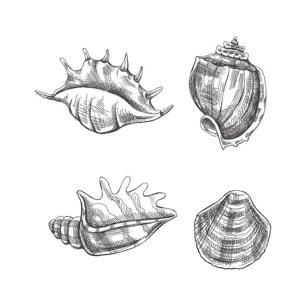 snäckskal, ammonit vektor uppsättning. hand dragen skiss illustration. samling av realistisk skisser av olika blötdjur hav skal av olika former isolerat på vit bakgrund.
