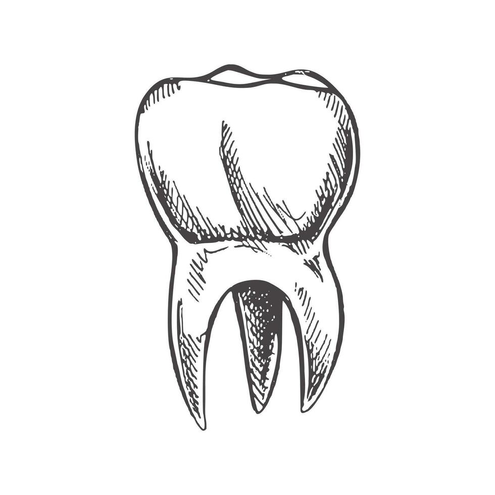 höchst detailliert Hand gezeichnet Mensch Zahn mit Wurzeln. Hand gezeichnet skizzieren. Molar Illustration isoliert auf Weiß Hintergrund. vektor