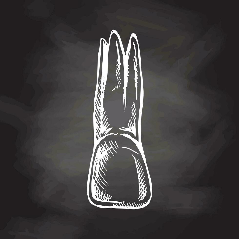 i hög grad detaljerad hand dragen mänsklig tand med rötter. hand dragen skiss. illustration isolerat på svarta tavlan bakgrund. vektor