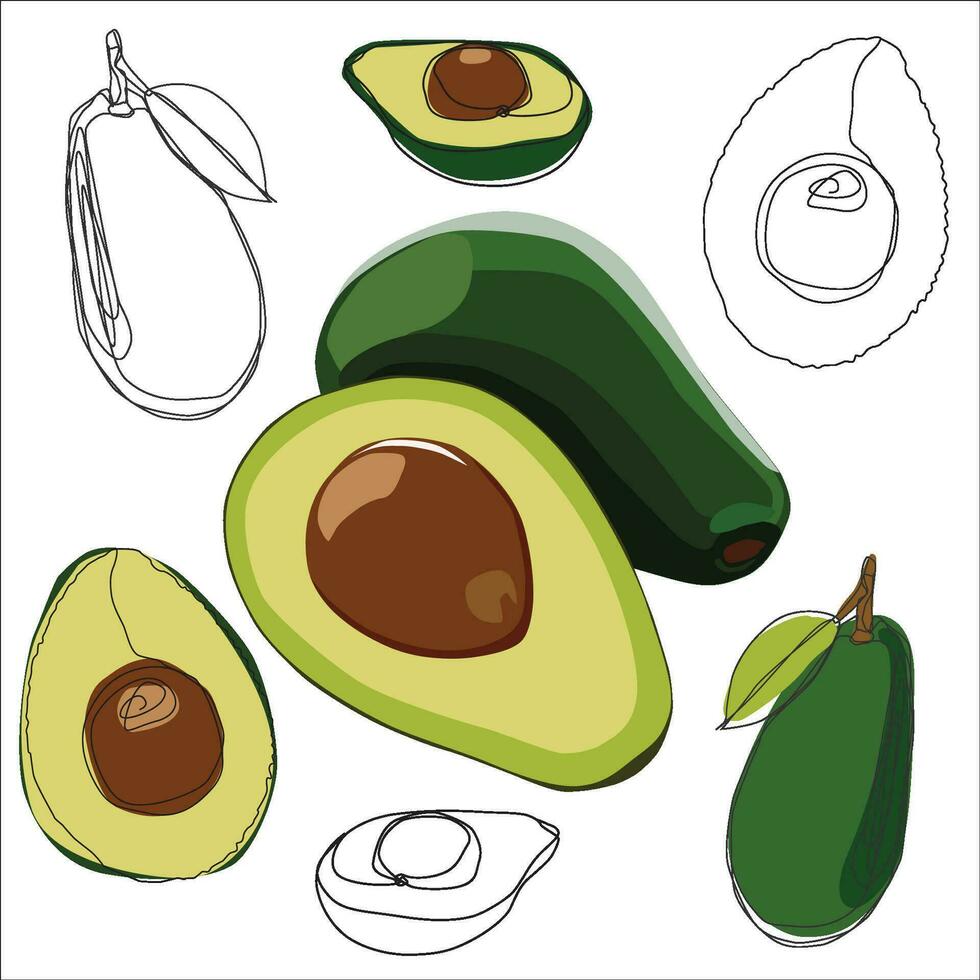 Hand gezeichnet stilvoll Avocado voll und Scheibe im Vektor Grafik