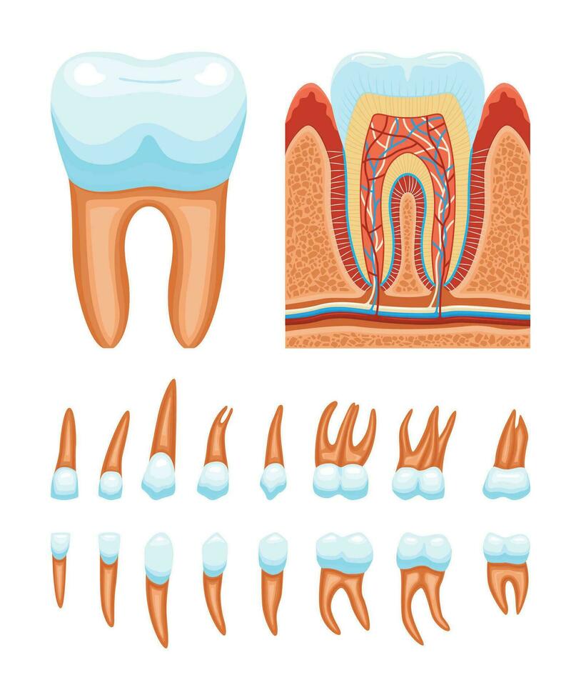 tänder anatomi ikon uppsättning vektor