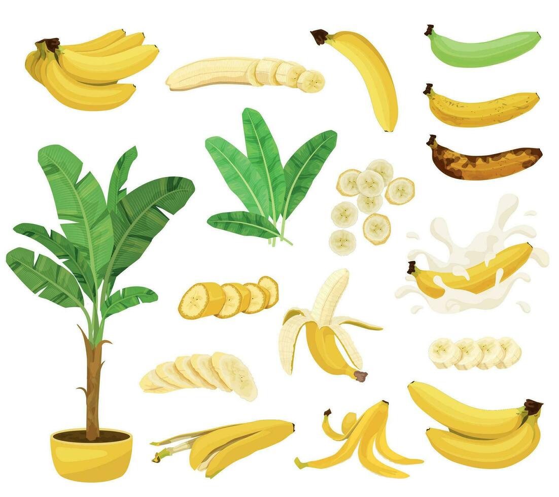 Banane eben Symbol einstellen vektor
