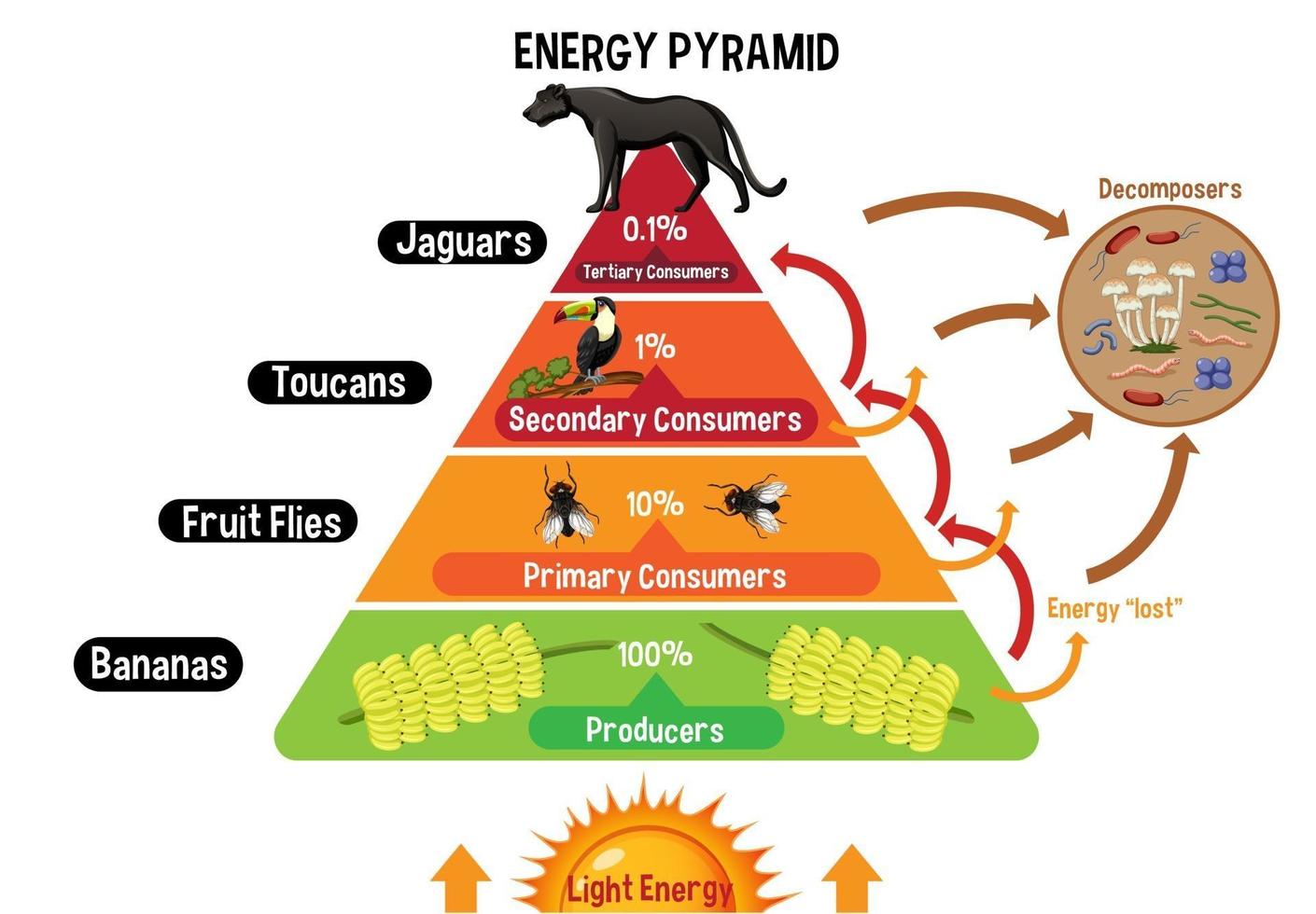 Diagramm, das die Energiepyramide für Bildung zeigt vektor