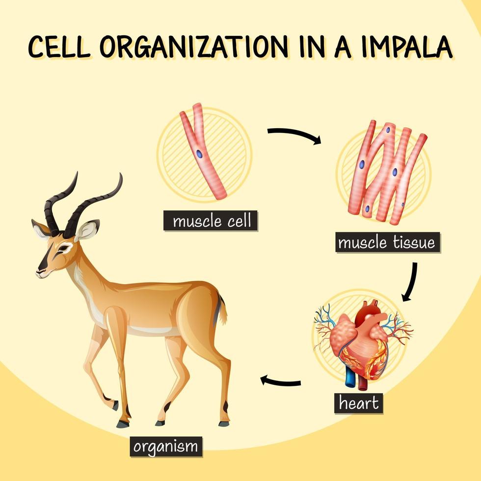 Diagramm, das die Zellorganisation in einem Impala zeigt vektor