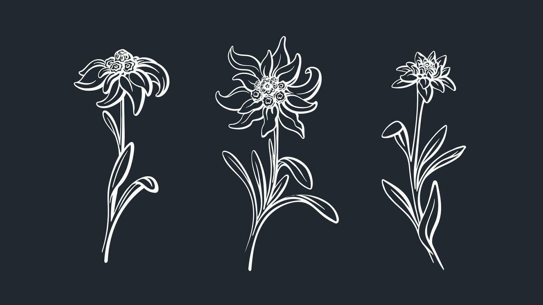 edelweiss blomma uppsättning. vektor berg växt skiss