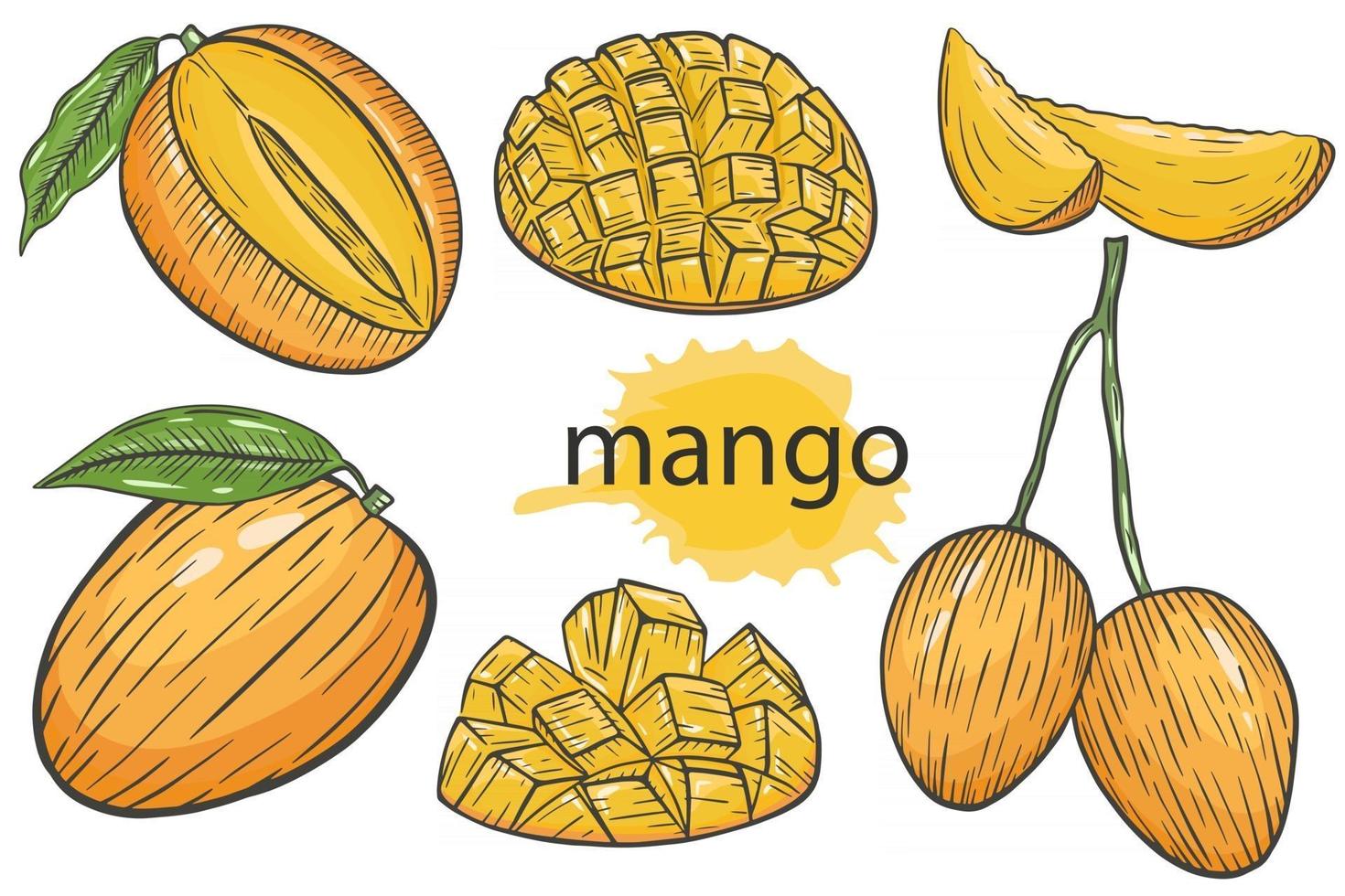 Mango-Set. exotische tropische saftige helle Sommerfrüchte vektor