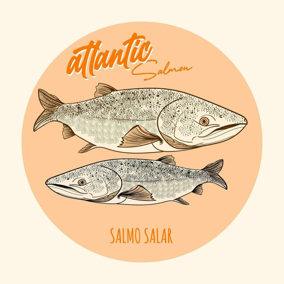 atlantisch Lachs Fisch. Vektor Illustration im Jahrgang Stil.