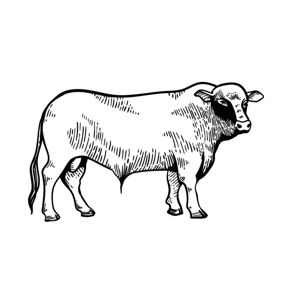 Stier Stammes- steht isoliert Linie Symbol. Fleisch, Rindfleisch, Landwirtschaft, und Rinder- Reproduktion vektor