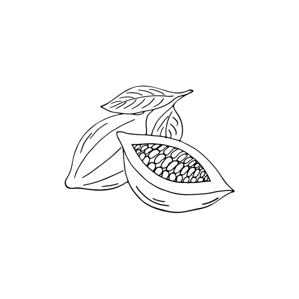 handgemalt Kakao Frucht. Sketch-Stil Vektor Illustration von Kakao Frucht. isoliert Vektor Illustration,