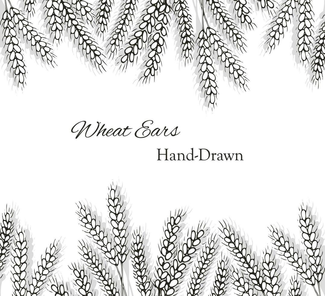 vete öron ritad för hand bunner, vektor illustration. baner design med hand dragen vete öron