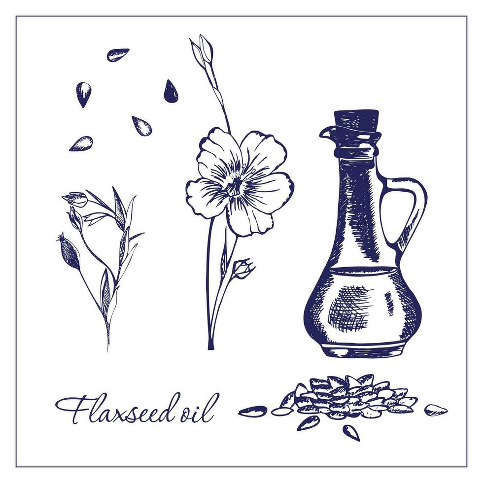 Leinsamen Öl. handgemalt Illustration von ein Krug mit Leinsamen Öl, Flachs Blume und Flachs Samen. geeignet zum Stichworte, Etiketten, Illustration zum Artikel, Essen Bücher. vektor