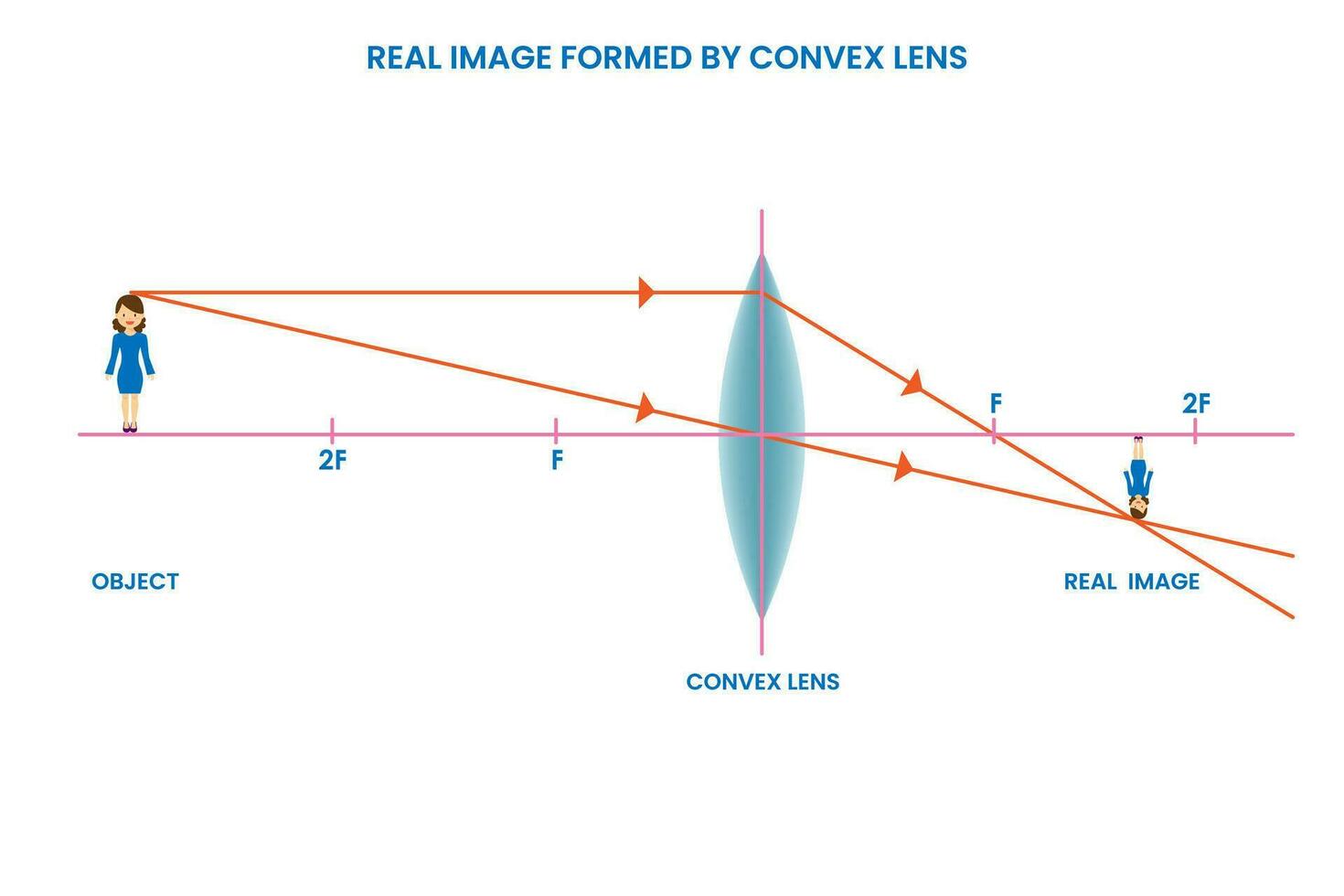 konvex lins former verklig bild, projicerbar, i främre av lins, skapas förbi korsande ljus strålar vektor