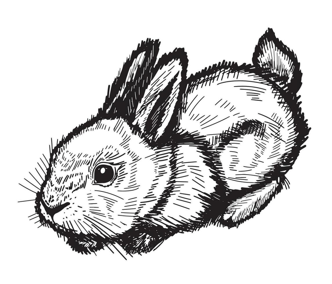 süß Hase Illustration, Hand gezeichnet Stil, isoliert Vektor.Ostern und Neu Jahr. vektor