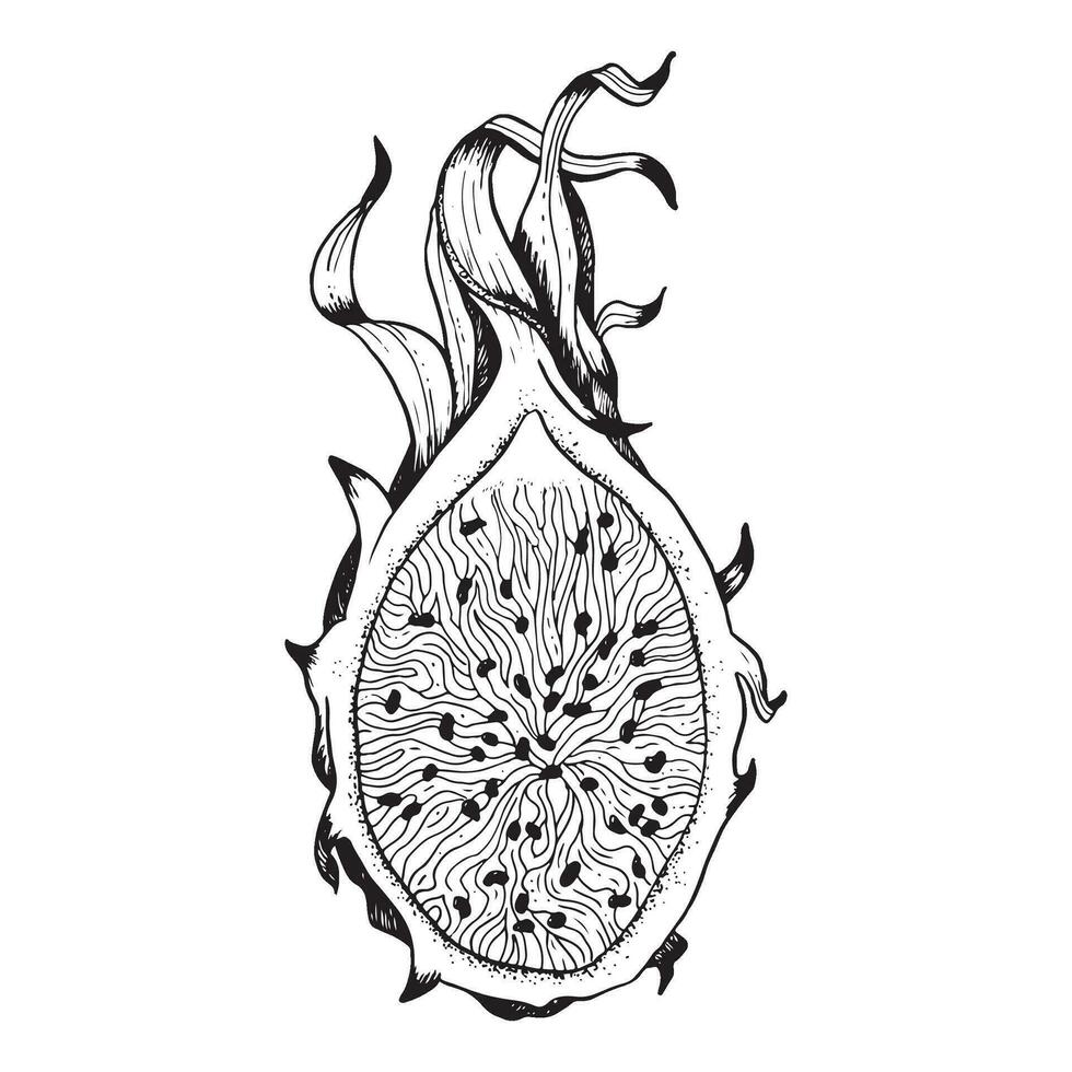vektor drake frukt halv skiva linje svart vit realistisk illustration. exotisk tropisk Pitaya växt för textil, tyg, skriva ut, digital design