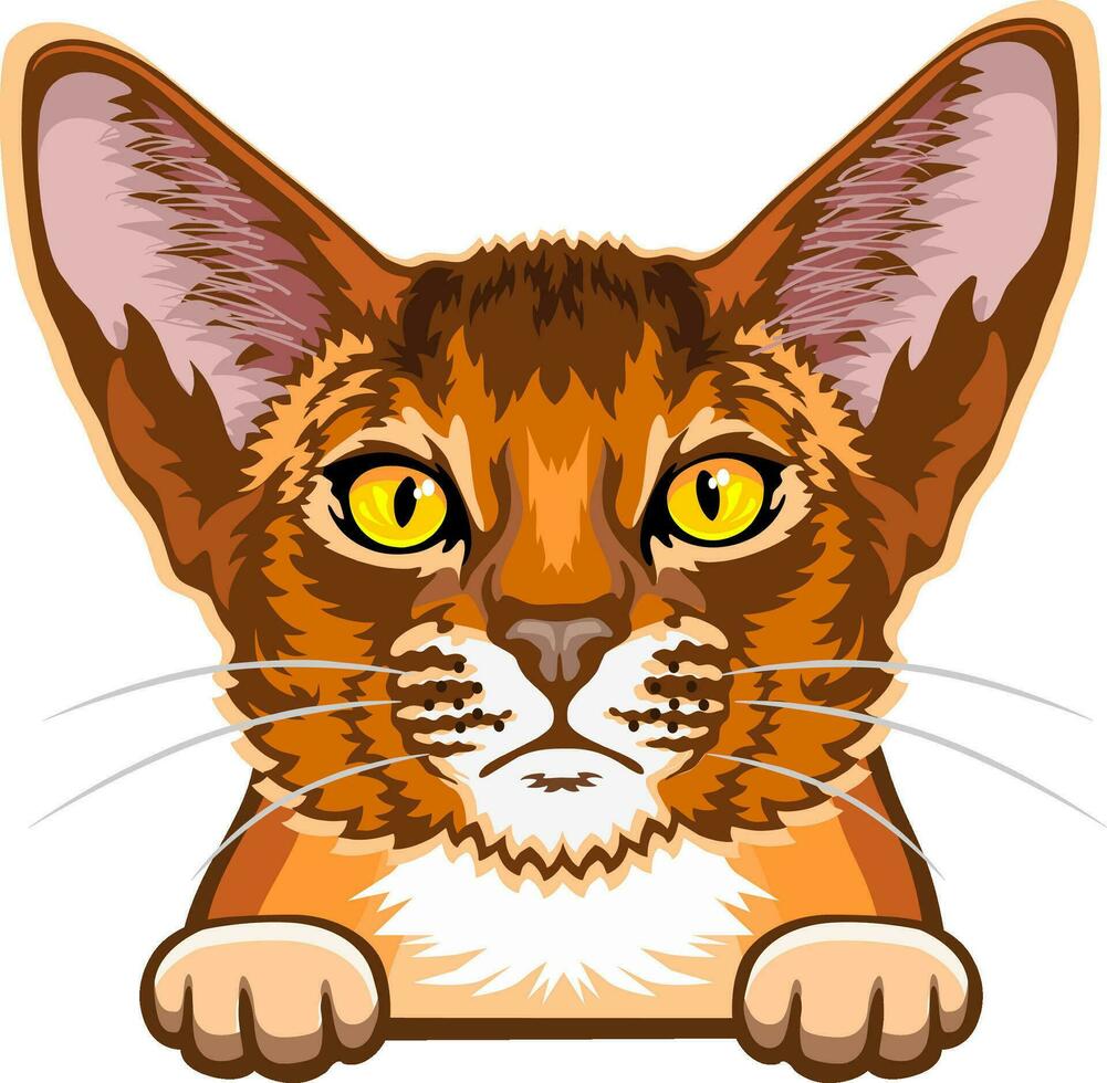 Abessinier Katze Farbe - - spähen Katze, Katze Digital, Katze züchten, Haustier Vektor, Katze Kopf, Gesicht Katze vektor
