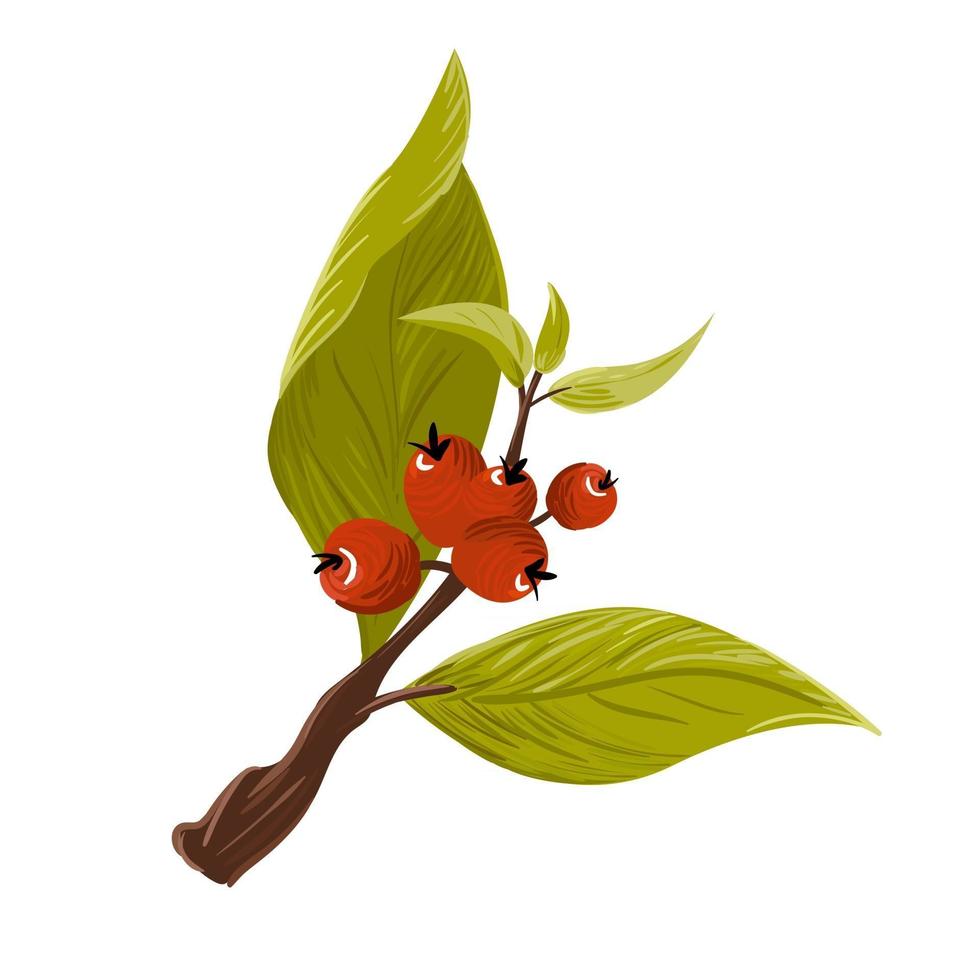 gezeichneter Zweig mit hellgrünen Blättern und roten Kaffeebeeren vector lokalisierte Illustration