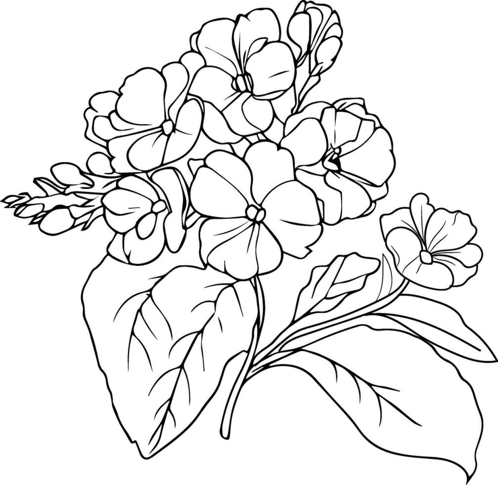 jordviva blommor illustration färg sida, enkelhet, utsmyckning, svartvit vektor konst, översikt skriva ut med blomma jordviva, jordviva bukett löv, och knoppar, primula denticulata blomma tatuering