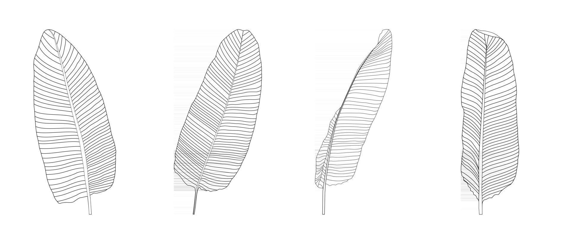 Sammlung von Palmblättern. Vektor-Illustration. vektor