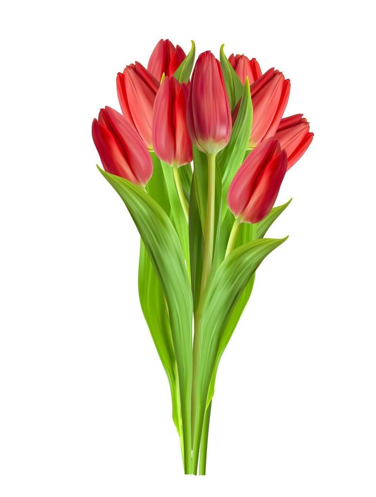 realistische rote Tulpenblume lokalisiert auf weißem Hintergrund. Vektor-Illustration vektor