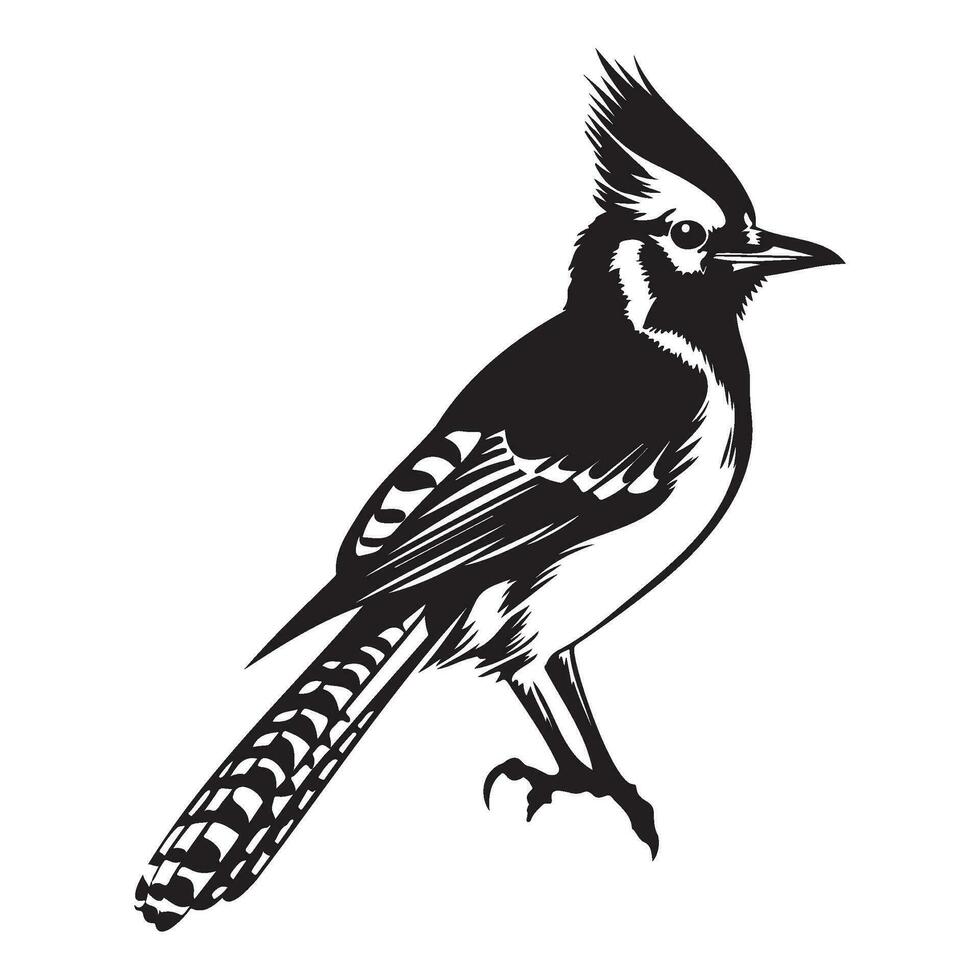 Blau Jay Silhouette, Blau Jay Maskottchen Logo, Blau Jay schwarz und Weiß Tier Symbol Design, Vogel Symbol. vektor