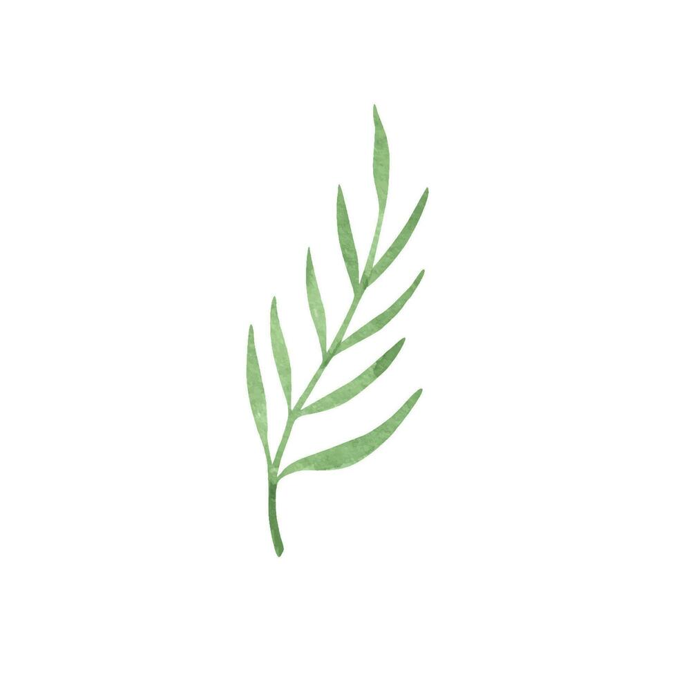 Provence Grün Blätter. Hand gezeichnet Sommer- Kraut Aquarell Clip Art vektor
