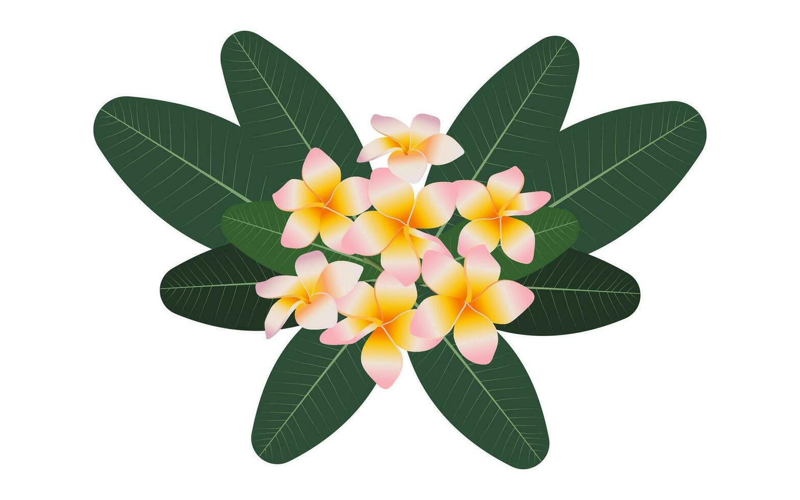 tropisch Komposition von Plumeria Blumen und Grün Blätter auf ein Weiß Hintergrund. Vektor. vektor