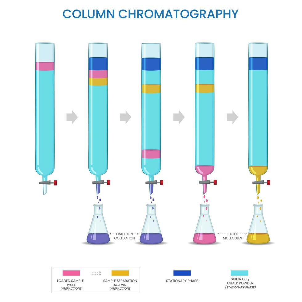 kolumn kromatografi, separerar komponenter baserad på adsorption och eluering i en kolumn vektor