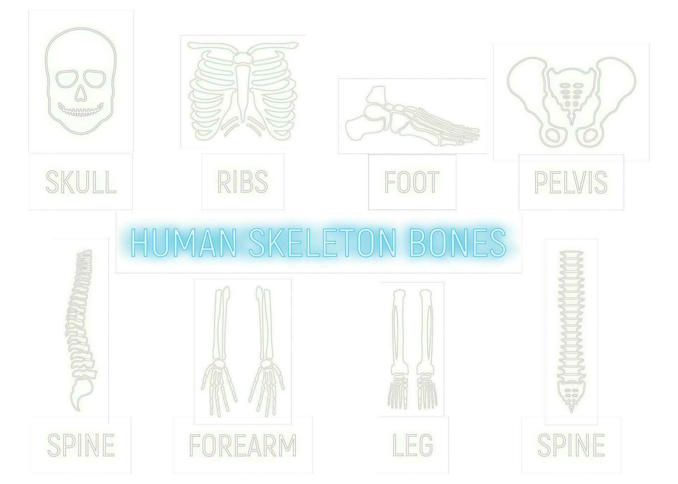 Mensch Skelett Knochen Symbol glühen Neon- Stil, Bein Unterarm Schädel, Rippen Teil Organismus Röntgen Mensch Körper isoliert auf Schwarz, eben Vektor Illustration.