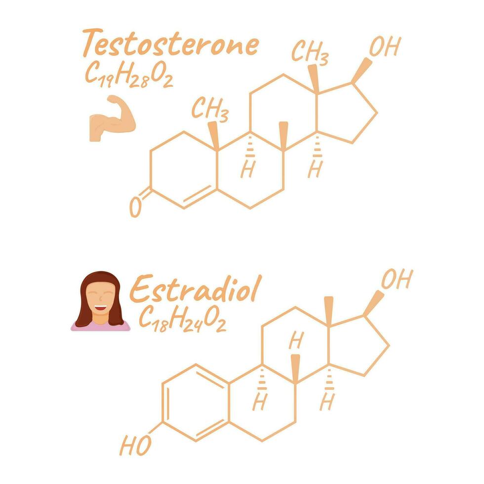 Mensch Hormon Östradiol, Testosteron Konzept chemisch Skelett- Formel Symbol Etikett, Text Schriftart Vektor Illustration, isoliert auf Weiß.