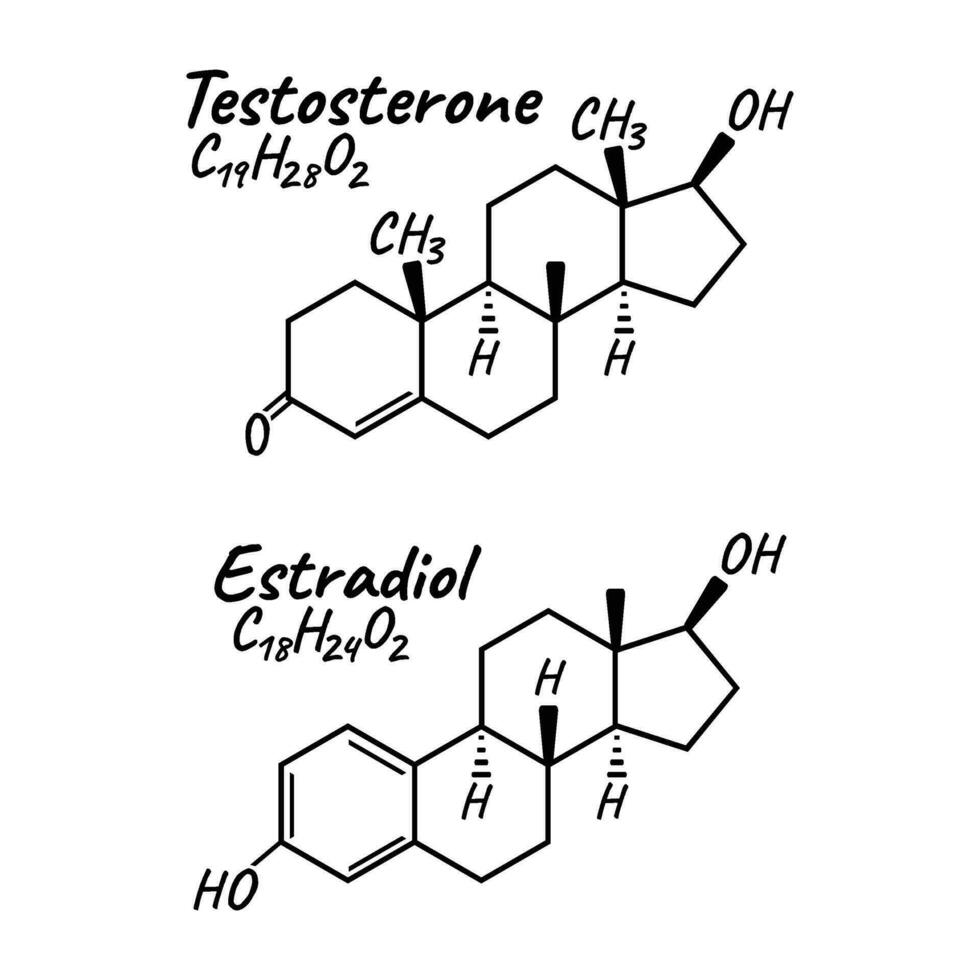 mänsklig hormon östradiol, testosteron begrepp kemisk skelett- formel ikon märka, text font vektor illustration, isolerat på vit.