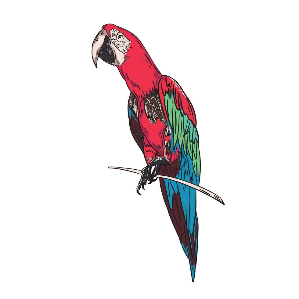 skizzieren von ein Papagei auf ein Ast im Farbe. Vektor Illustration.