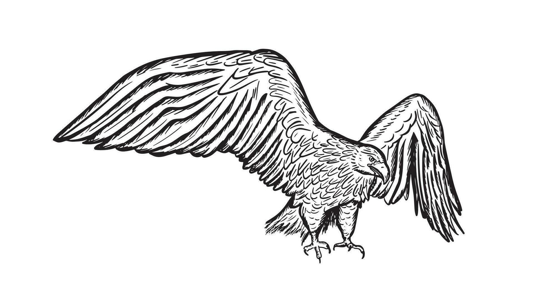 golden Adler. wild Wald Vogel von Beute. Hand gezeichnet skizzieren Grafik Stil. Vektor Illustration.