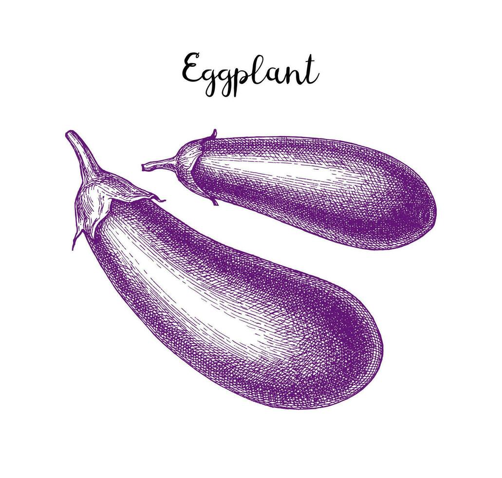 Tinte skizzieren von Aubergine isoliert auf Weiß Hintergrund. Hand gezeichnet Vektor Illustration. retro Stil.