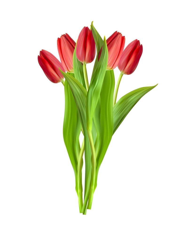 realistische 3D-Tulpenblume isoliert auf weißem Hintergrund vektor