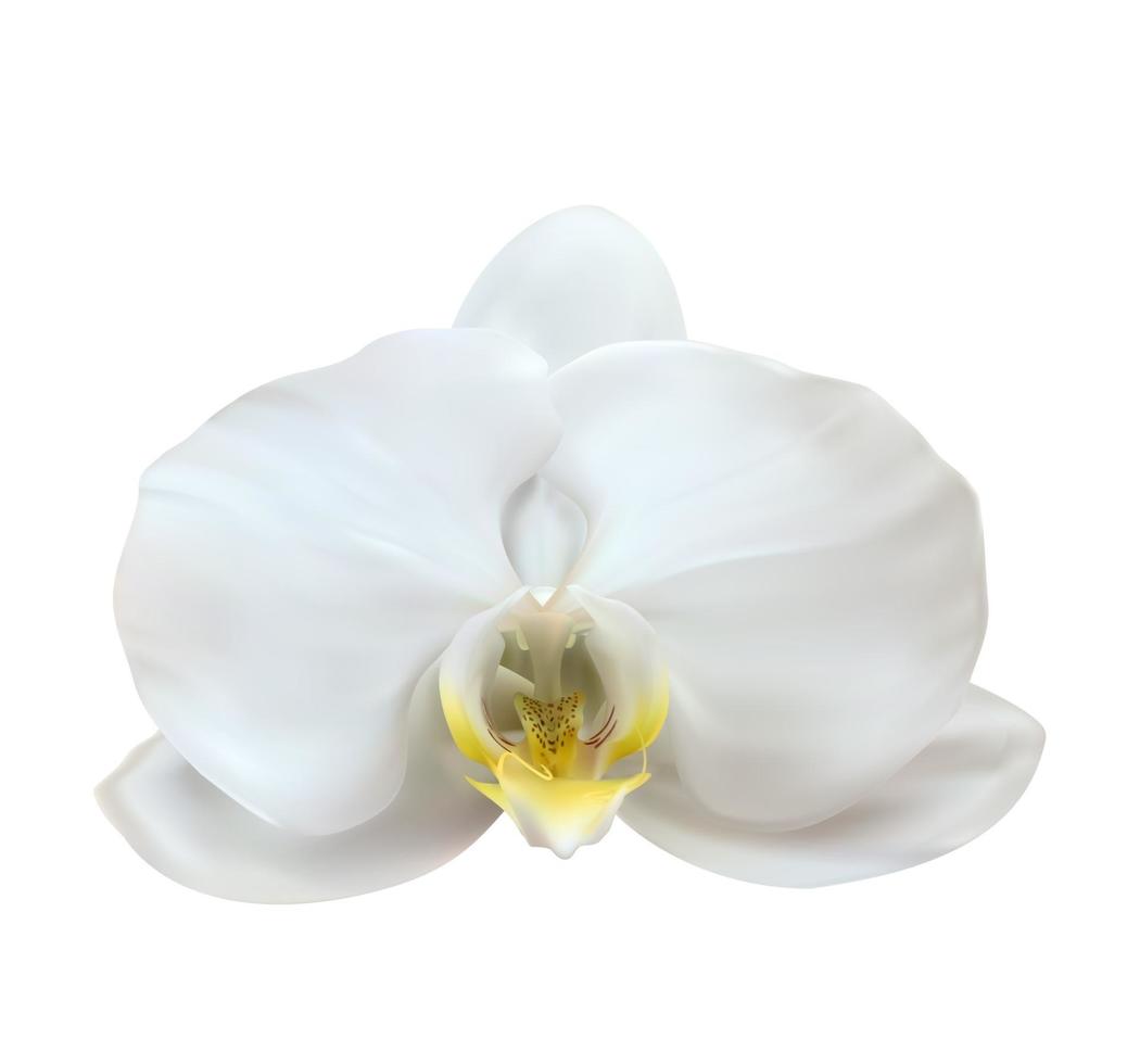 realistisk 3d orkidéblomma isolerad på vitt vektor