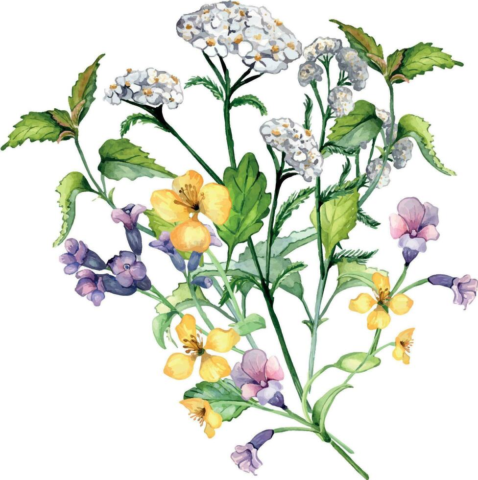 bukett av vild medicinsk växt, örter vattenfärg illustration isolerat på vit bakgrund. achillea millefolium, nässla, pulmonaria, celanin blomma hand ritade. design för märka, paket, vykort vektor