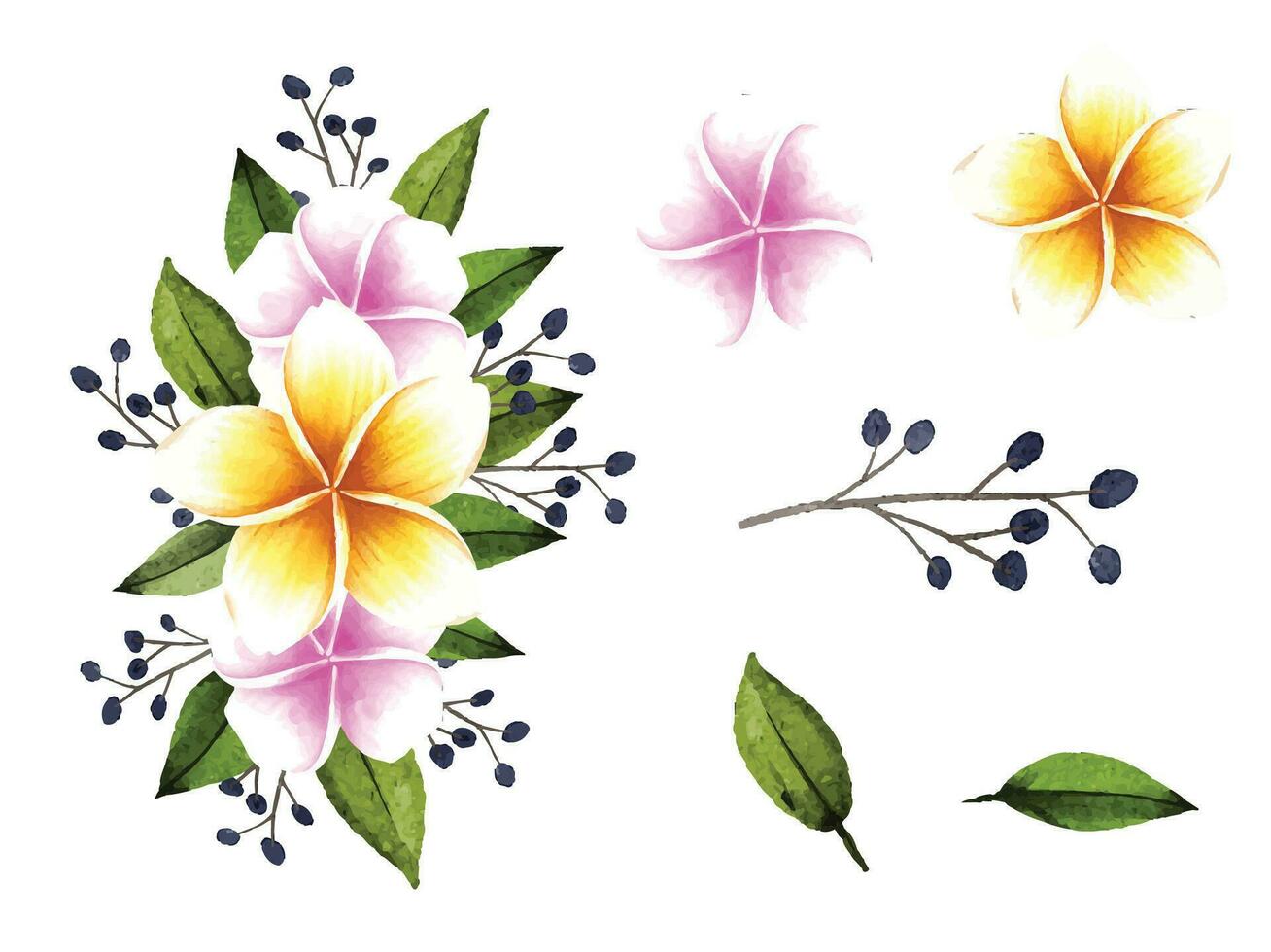 vattenfärg hand målad frangipani blommig bukett med isolerat blommor och löv vektor