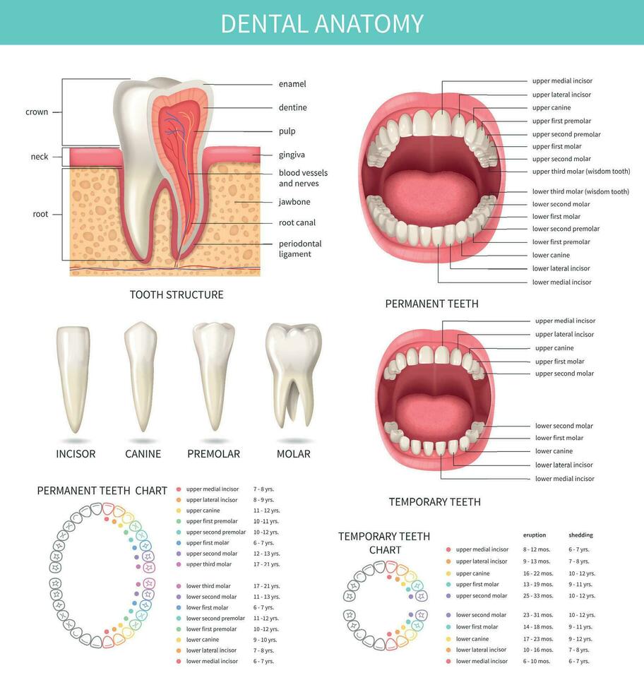 dental anatomi infographics vektor