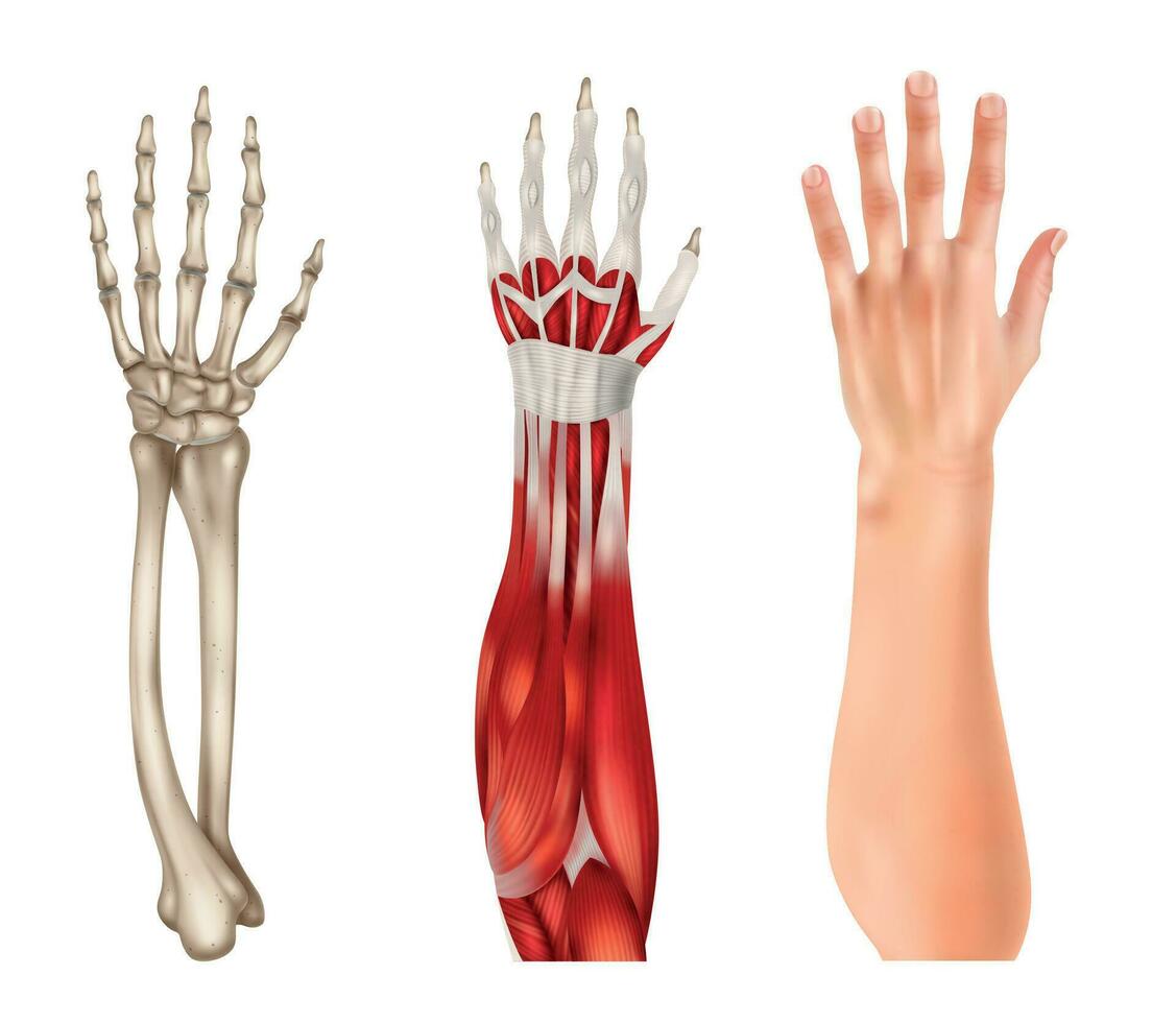 Hand Anatomie realistisch einstellen vektor