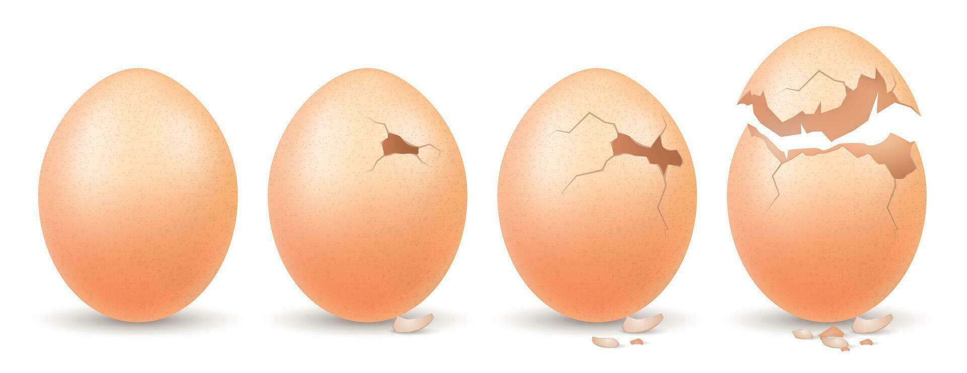 bruka ägg realistisk begrepp vektor