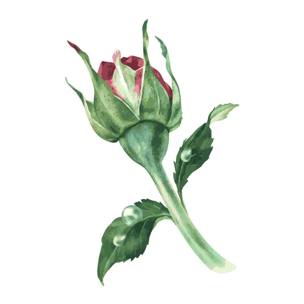 ein Knospe von ein Rosa Rose mit Tau auf das Blätter vektor