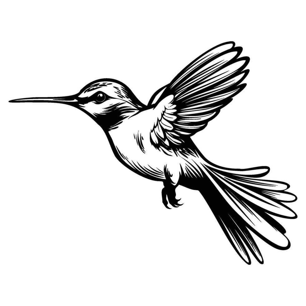 kolibri silhuett, kolibrier maskot logotyp, kolibrier svart och vit djur- symbol design, fågel ikon. vektor