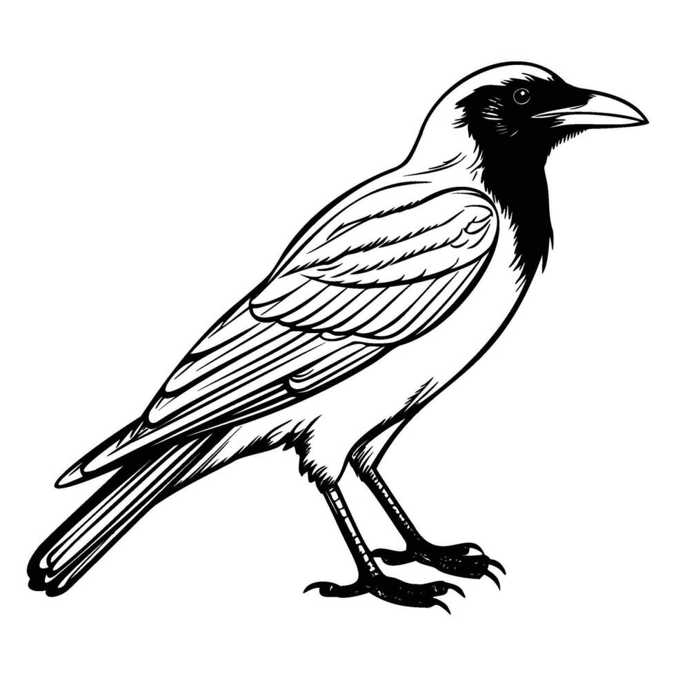 Krähen Silhouette, Krähen Maskottchen Logo, Krähen schwarz und Weiß Tier Symbol Design, Vogel Symbol. vektor