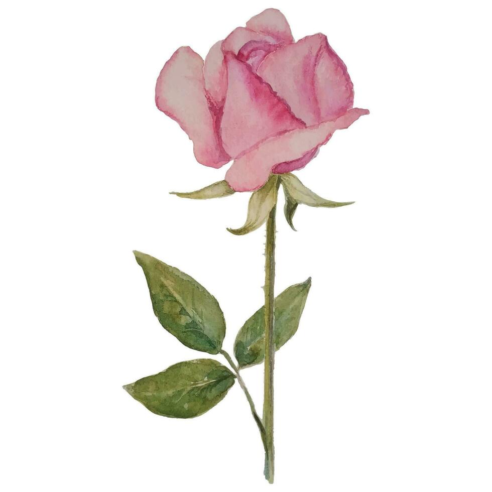 Aquarell Rose Blume vektor