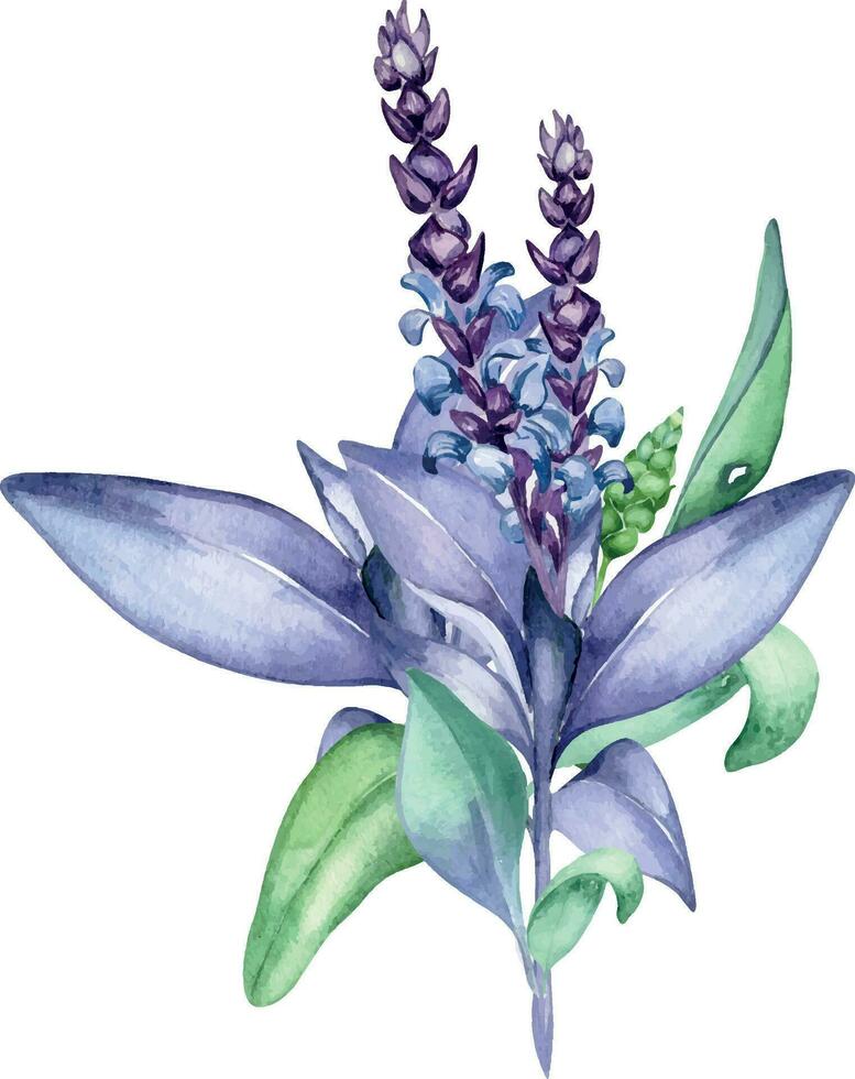 salvia ört- växt vattenfärg illustration isolerat på vit bakgrund. salvia officinalis, lila löv, användbar ört hand ritade. design för märka, paket, vykort vektor