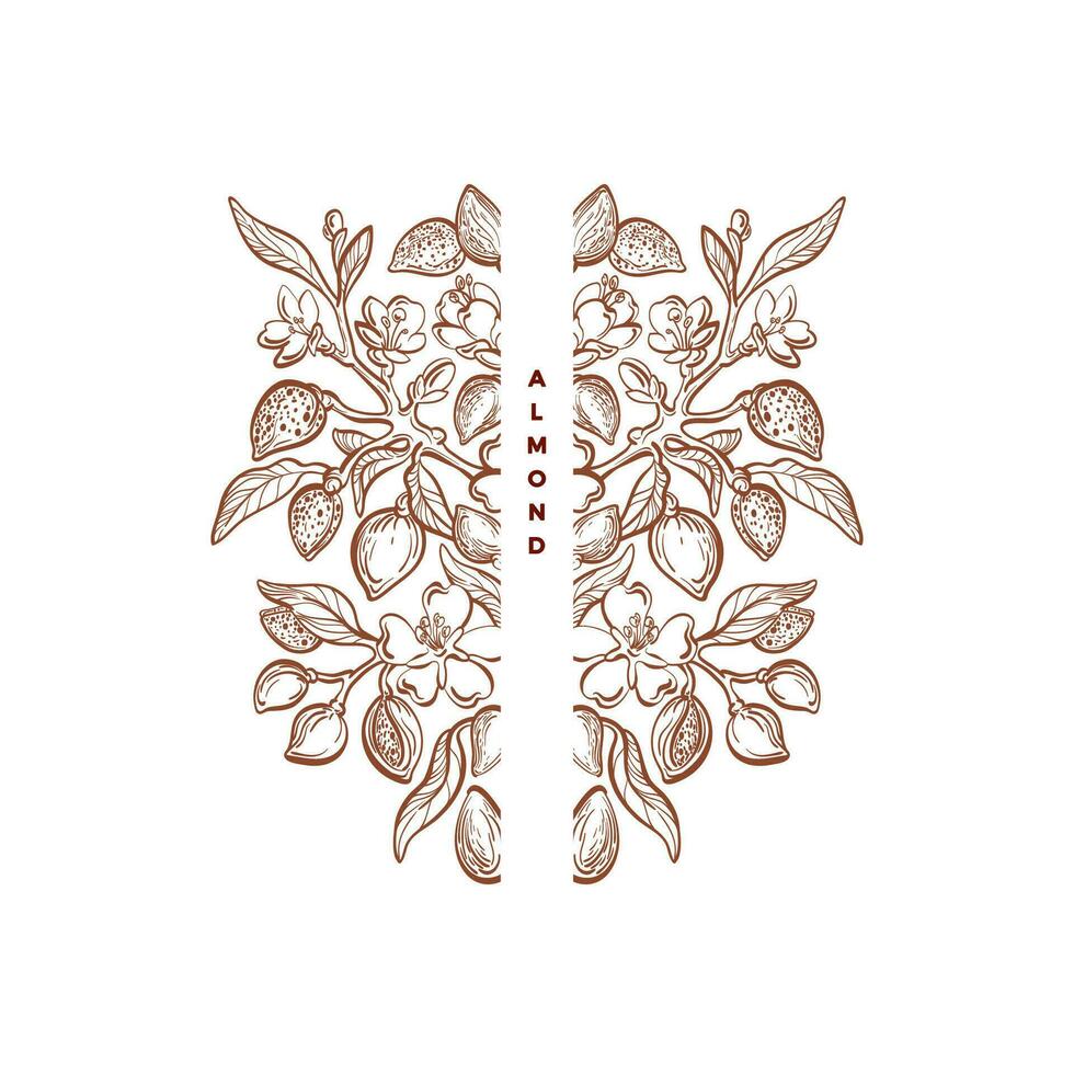 Mandel Nüsse Ornament Jahrgang rahmen, organisch Symbol vektor