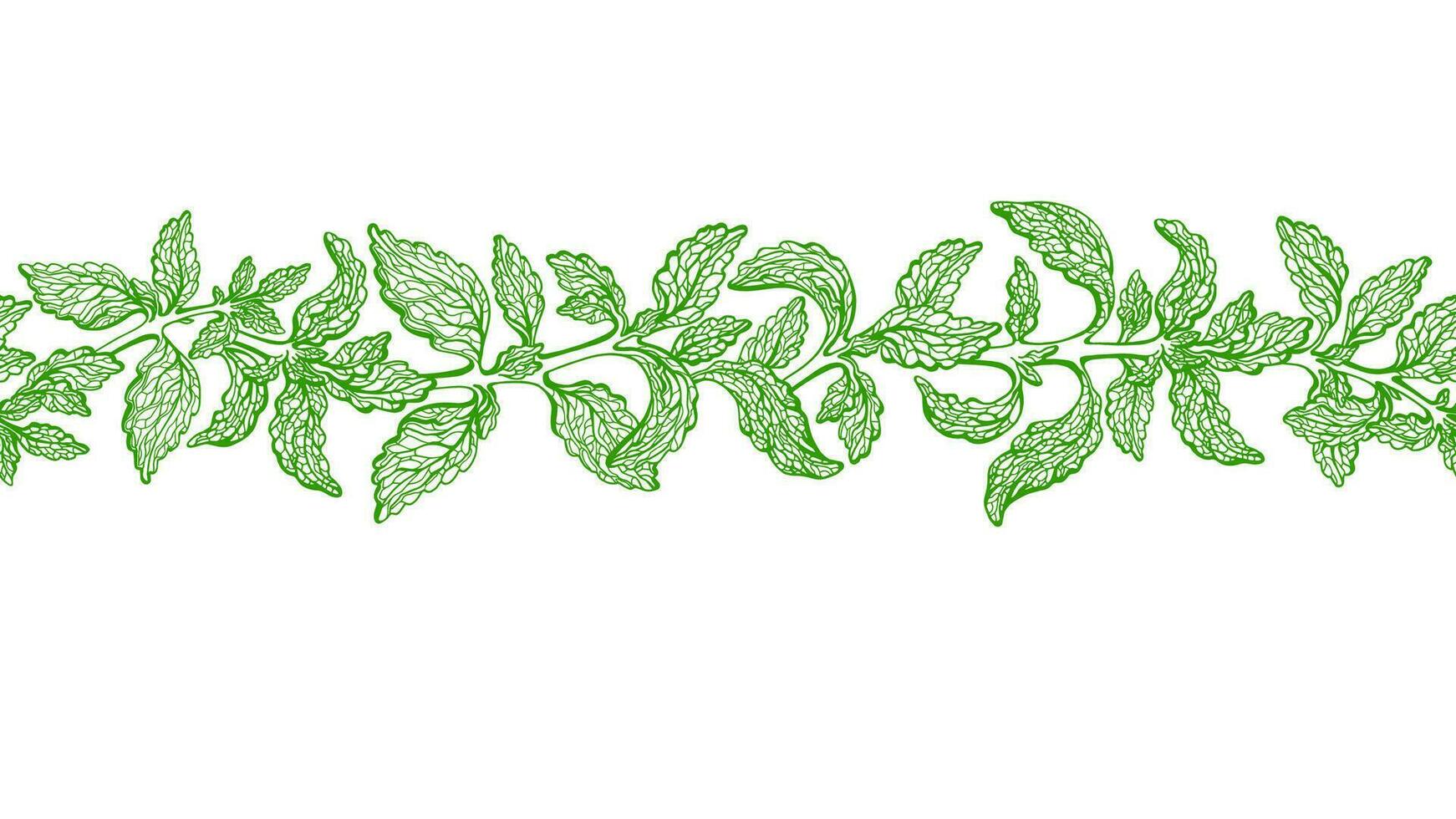 Stevia Blätter nahtlos Grenze. Vektor Grün Pflanze