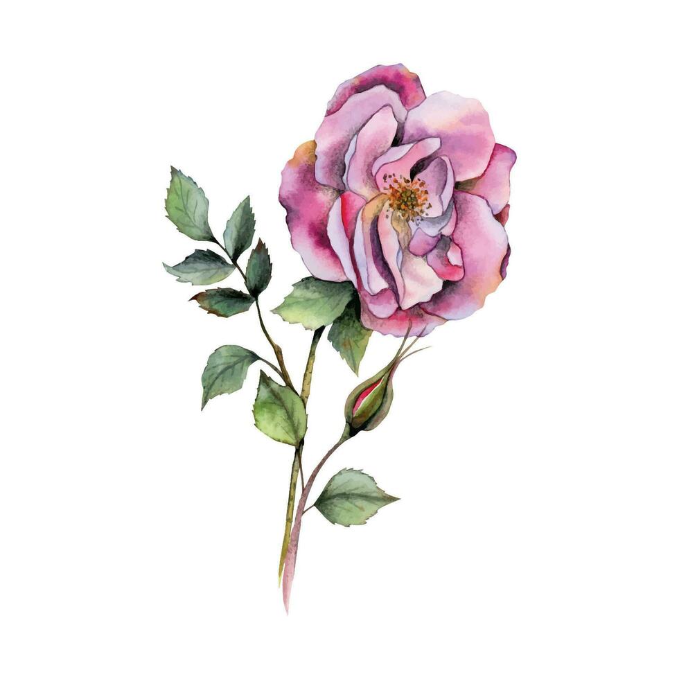 Aquarell botanisch Illustration Rosa Garten Rose mit ein Knospe und Blätter zum Hochzeit Einladung und Gruß Karten vektor